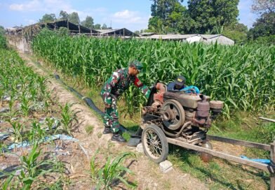 Babinsa Purwokerto Dampingi Petani Pastikan Pengairan Jagung Optimal