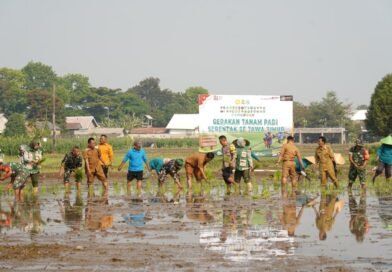 Koramil 12/Wlingi dan Poktan Abadi Gelar Tanam Padi Serentak Merdeka