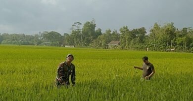 Babinsa Mergayu Bantu Petani Bersihkan Gulma Tanaman Padi