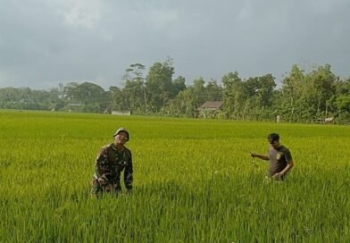 Babinsa Mergayu Bantu Petani Bersihkan Gulma Tanaman Padi