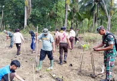 HUT ke-81 TNI, Koramil 0806-11/Panggul Tanam Mangrove di Kawasan Pantai dan Kili