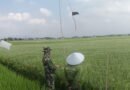 Agar Hasil Panen Tumpah Ruah, Babinsa Karangrejo Dampingi Petani Usir Hama Burung