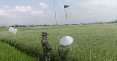 Agar Hasil Panen Tumpah Ruah, Babinsa Karangrejo Dampingi Petani Usir Hama Burung