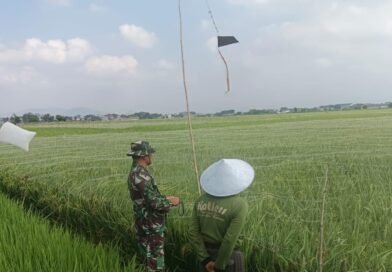 Agar Hasil Panen Tumpah Ruah, Babinsa Karangrejo Dampingi Petani Usir Hama Burung