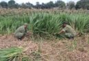 Kodim 0808/Blitar Optimalkan Program Ketahanan Pangan Melalui Sistem Pertanian Terpadu Di Srengat