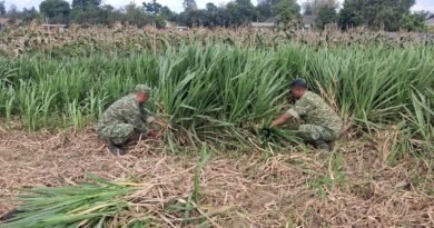 Kodim 0808/Blitar Optimalkan Program Ketahanan Pangan Melalui Sistem Pertanian Terpadu Di Srengat