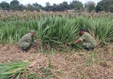 Kodim 0808/Blitar Optimalkan Program Ketahanan Pangan Melalui Sistem Pertanian Terpadu Di Srengat