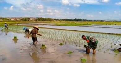 Babinsa Sutojayan Turun ke Sawah Bantu Petani Tanam Padi