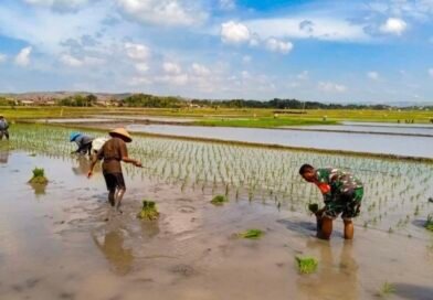 Babinsa Sutojayan Turun ke Sawah Bantu Petani Tanam Padi